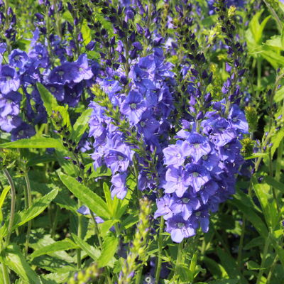 Bio Großer Ehrenpreis 'Shirley Blue', blau, Topf 9x9 cm, 3 Pflanzen Bio Großer Ehrenpreis 'Shirley Blue', blau, Topf 9x9 cm, 3 Pflanzen