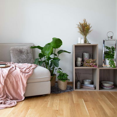 Strelitzia mit Dekokorb Osaka, Topf-Ø 21 cm, Höhe ca. 70 - 100 cm