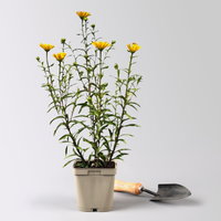 Bio Ochsenauge, gelb, Topf 11x11 cm, 3 Pflanzen Bio Ochsenauge, gelb, Topf 11x11 cm, 3 Pflanzen