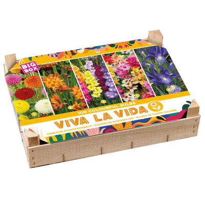 Blumenzwiebel Big Box 'Viva la Vida', bunt