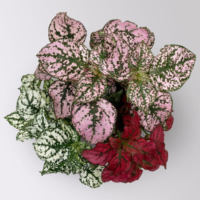 Hypoestes 'Trio', weiß-rot-rosa, Topf-Ø 12 cm Ø, 3 Pflanzen Hypoestes 'Trio', weiß-rot-rosa, Topf-Ø 12 cm Ø, 3 Pflanzen