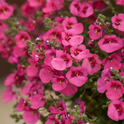 Diascia, Farbe zufällig, Topf-Ø 12 cm, 6er-Set
