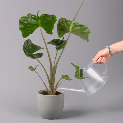 Alocasia 'Stingray', Topf-Ø 17 cm, Höhe ca. 60 cm, 2 Pflanzen Alocasia 'Stingray', Topf-Ø 17 cm, Höhe ca. 60 cm, 2 Pflanzen