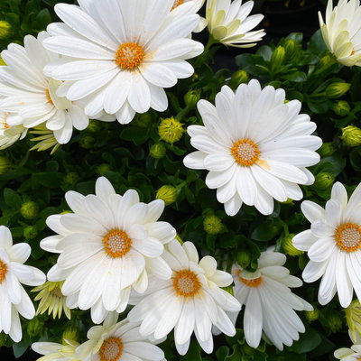 Kapkörbchen creme, Topf-Ø 12 cm, 6er-Set