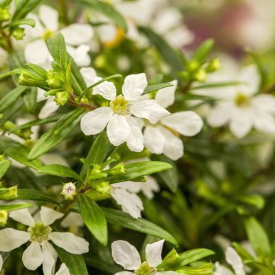 Japanische Scheinmyrte, weiß, Topf-Ø 11 cm, 6 Pflanzen