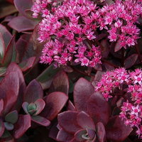 Fetthenne purpurrosa, Topf Ø 12 cm, 3 Pflanzen Fetthenne purpurrosa, Topf Ø 12 cm, 3 Pflanzen