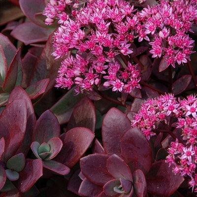 Fetthenne purpurrosa, Topf Ø 12 cm, 3 Pflanzen Fetthenne purpurrosa, Topf Ø 12 cm, 3 Pflanzen