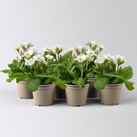 Hohe Schlüsselblume 'Inara® White', weiß, Topf-Ø 13 cm, 6 Pflanzen Hohe Schlüsselblume 'Inara® White', weiß, Topf-Ø 13 cm, 6 Pflanzen