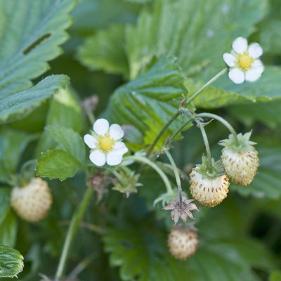 Bio Monats-Erdbeere Hummi® 'Weiße Fee', öftertragend, Topf 11x11 cm, 3 Pflanzen