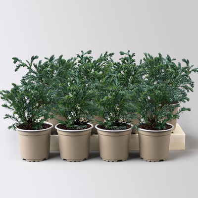 Kleine Silberzypresse 'Boulevard', Topf-Ø 9 cm, 8 Pflanzen Kleine Silberzypresse 'Boulevard', Topf-Ø 9 cm, 8 Pflanzen