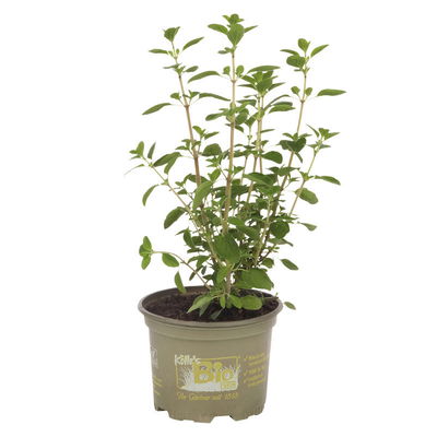 Arabischer Majoran, Kölle Bio, 12cm Topf, frisch aus unserer Bio-Gärtnerei Arabischer Majoran, Kölle Bio, 12cm Topf, frisch aus unserer Bio-Gärtnerei