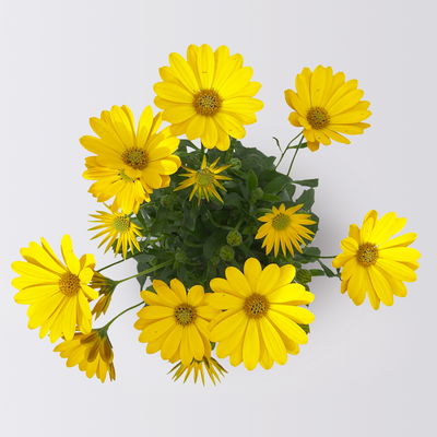 Pflanzenkreation Farbenrausch, groß, 6 Pflanzen inkl. Erde und Dünger Pflanzenkreation Farbenrausch, groß, 6 Pflanzen inkl. Erde und Dünger