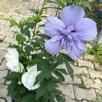 Duo-Gartenhibiskus 'Blue Chiffon®' und 'White Chiffon®', blau + weiß, 5 lt. Topf Duo-Gartenhibiskus 'Blue Chiffon®' und 'White Chiffon®', blau + weiß, 5 lt. Topf