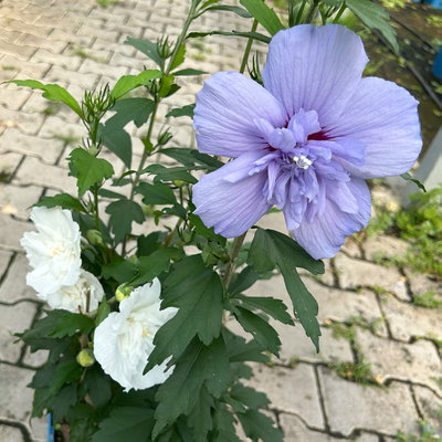 Duo-Gartenhibiskus 'Blue Chiffon®' und 'White Chiffon®', blau + weiß, 5 lt. Topf Duo-Gartenhibiskus 'Blue Chiffon®' und 'White Chiffon®', blau + weiß, 5 lt. Topf