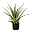Kunstpflanze Aloe vera mit 2 Stämmen & Erde, Topf-Ø 12 cm, Höhe ca. 48 cm