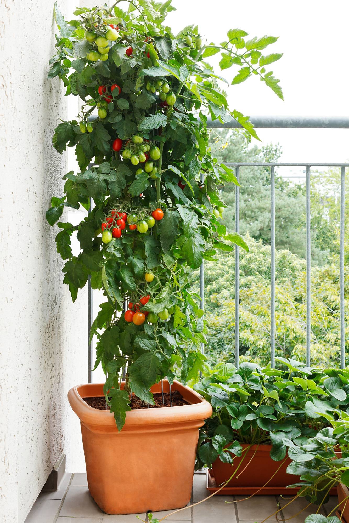 Tomatenpflanze im Kübel auf dem Balkon