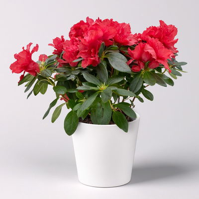 Azalee rot gefüllt mit Keramiktopf Dallas weiß, Topf -Ø 12 cm Azalee rot gefüllt mit Keramiktopf Dallas weiß, Topf -Ø 12 cm