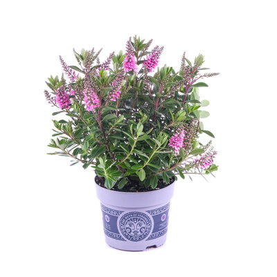Hebe 'All Blooms®', lila, Topf-Ø 12 cm, 3 Pflanzen Hebe 'All Blooms®', lila, Topf-Ø 12 cm, 3 Pflanzen