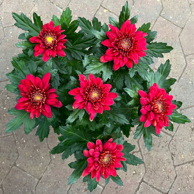 Chrysantheme 'Chrysanne® Zembla', rot, großblumig, Topf-Ø 17 cm, 2 Pflanzen Chrysantheme 'Chrysanne® Zembla', rot, großblumig, Topf-Ø 17 cm, 2 Pflanzen