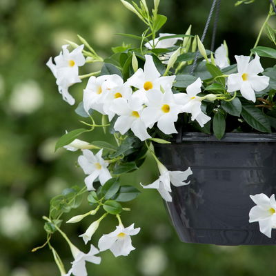 Dipladenie, Farbe zufällig, Ampeltopf-Ø 25/27 cm