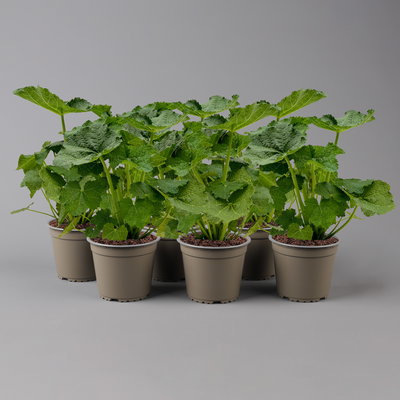 Stockrose, gelb, Topf-Ø 13 cm, 6 Pflanzen