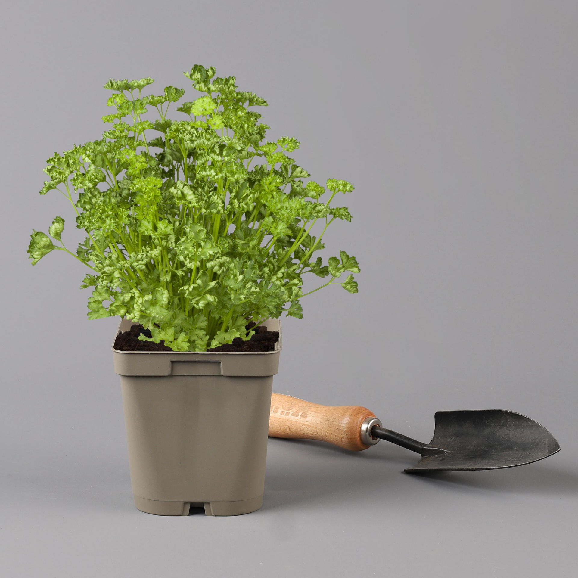 Küchenkräuter Basilikum, Oregano & Petersilie, Topf 11 cm, Greenbar® kaufen