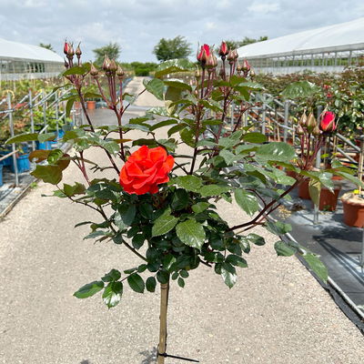 Stammrose 'Westpoint'®, Beetrose, Stammhöhe 60cm im 7,5 Liter Topf Stammrose 'Westpoint'®, Beetrose, Stammhöhe 60cm im 7,5 Liter Topf