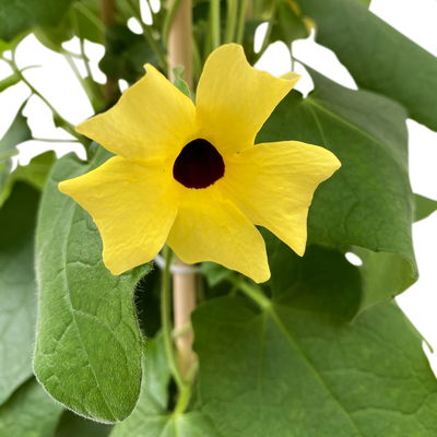 Schwarzäugige Susanne gelb, Pyramide, Topf -Ø 17 cm, Höhe ca. 60 cm