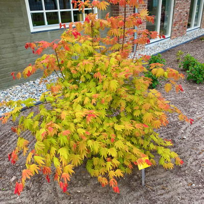 Japanischer Ahorn 'Moonrise'®PBR, Höhe 40 - 60 cm, Topf-Ø 19 cm