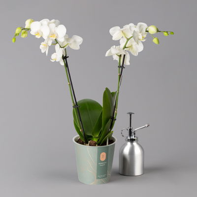 Schmetterlingsorchidee weiß, 2 Rispen, Topf-Ø 12 cm, Höhe ca. 50 cm