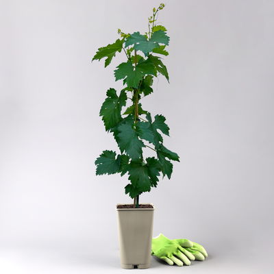 Tafeltraube 'Sophie®' Tafeltraube 'Sophie®'