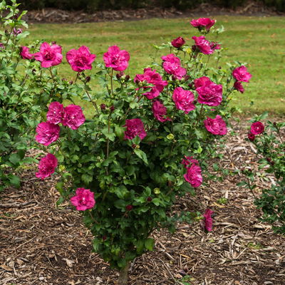 Garten-Hibiskus 'Magenta Chiffon®', magenta, 40-60 cm hoch, Topf 5 l Garten-Hibiskus 'Magenta Chiffon®', magenta, 40-60 cm hoch, Topf 5 l
