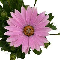 Kapkörbchen rosa, Topf-Ø 12 cm, 6er-Set