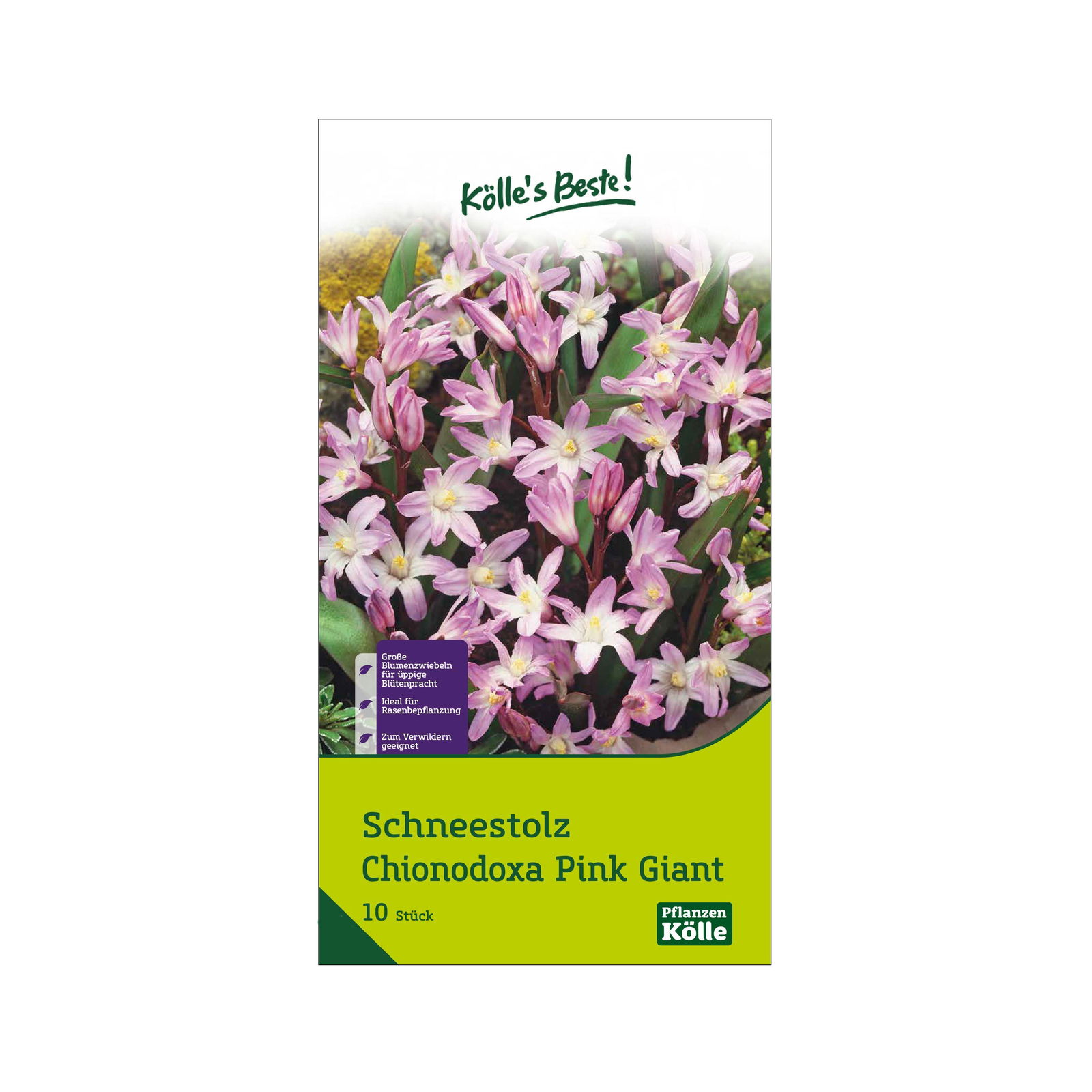 Schneestolz (Chionodoxa Pink Giant) hellrosa, 10 Blumenzwiebeln