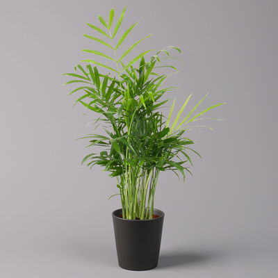 Bergpalme mit Keramiktopf anthrazit, Topf-Ø 12 cm, Höhe ca. 30 cm, 2er-Set