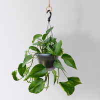 Grünpflanzen-Set Episches-Trio, Hängeampel-Ø 15 cm, 3 Pflanzen