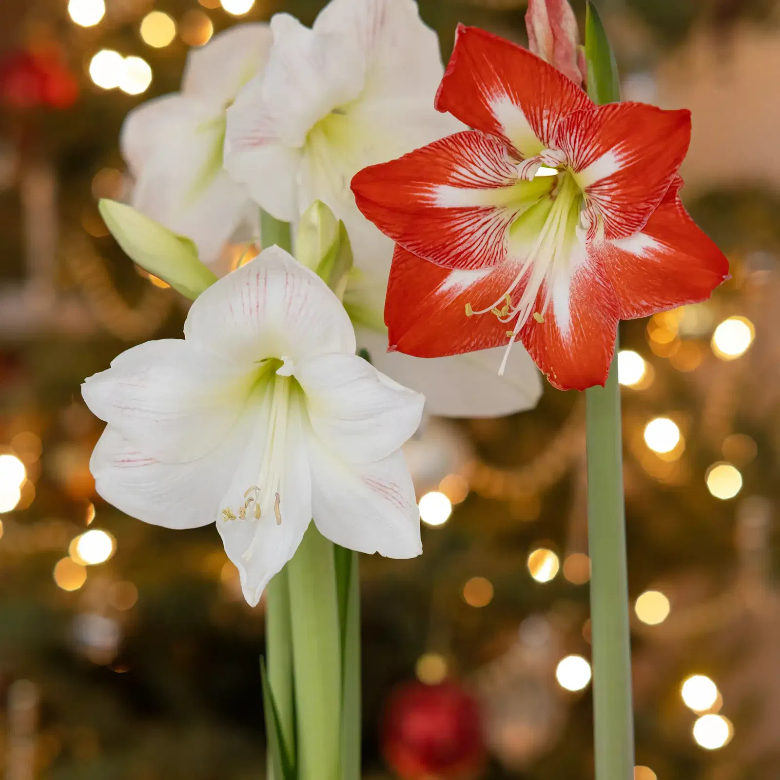 Amaryllis
