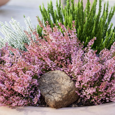 Glockenheide rosa/rot, Farbe nach Verfügbarkeit, Topf-Ø 11cm, 6 Pflanzen Glockenheide rosa/rot, Farbe nach Verfügbarkeit, Topf-Ø 11cm, 6 Pflanzen