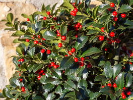 Stechpalme (Ilex) Stechpalme (Ilex)
