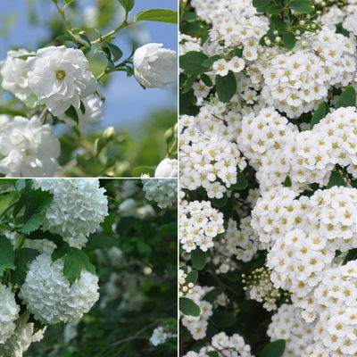 Gehölz-Set Frühlingsblüher weiß, 3er-Set, Topf je 4,6 Liter