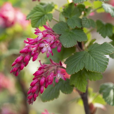 Dufthecke-Blütensträucher XL, 20er-Set, Höhe 80-100 cm, Topf 12+20 Liter