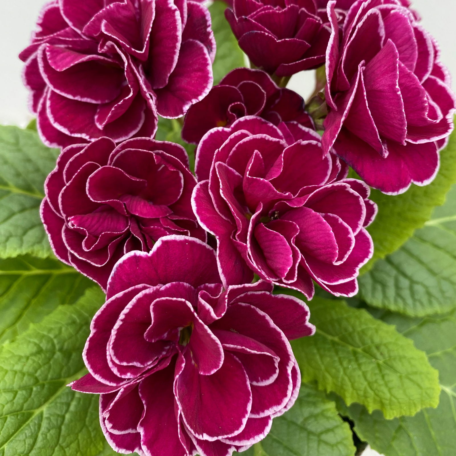 Pflanzenkreation Frühlingsblüten, 12 Pflanzen inkl. Erde