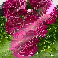 Pflanzenkreation Frühlingsblüten, 12 Pflanzen inkl. Erde