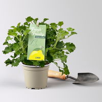 Duftgeranie 'Freshfruity® Lemon Fresh', Topf-Ø 12 cm, 6 Pflanzen