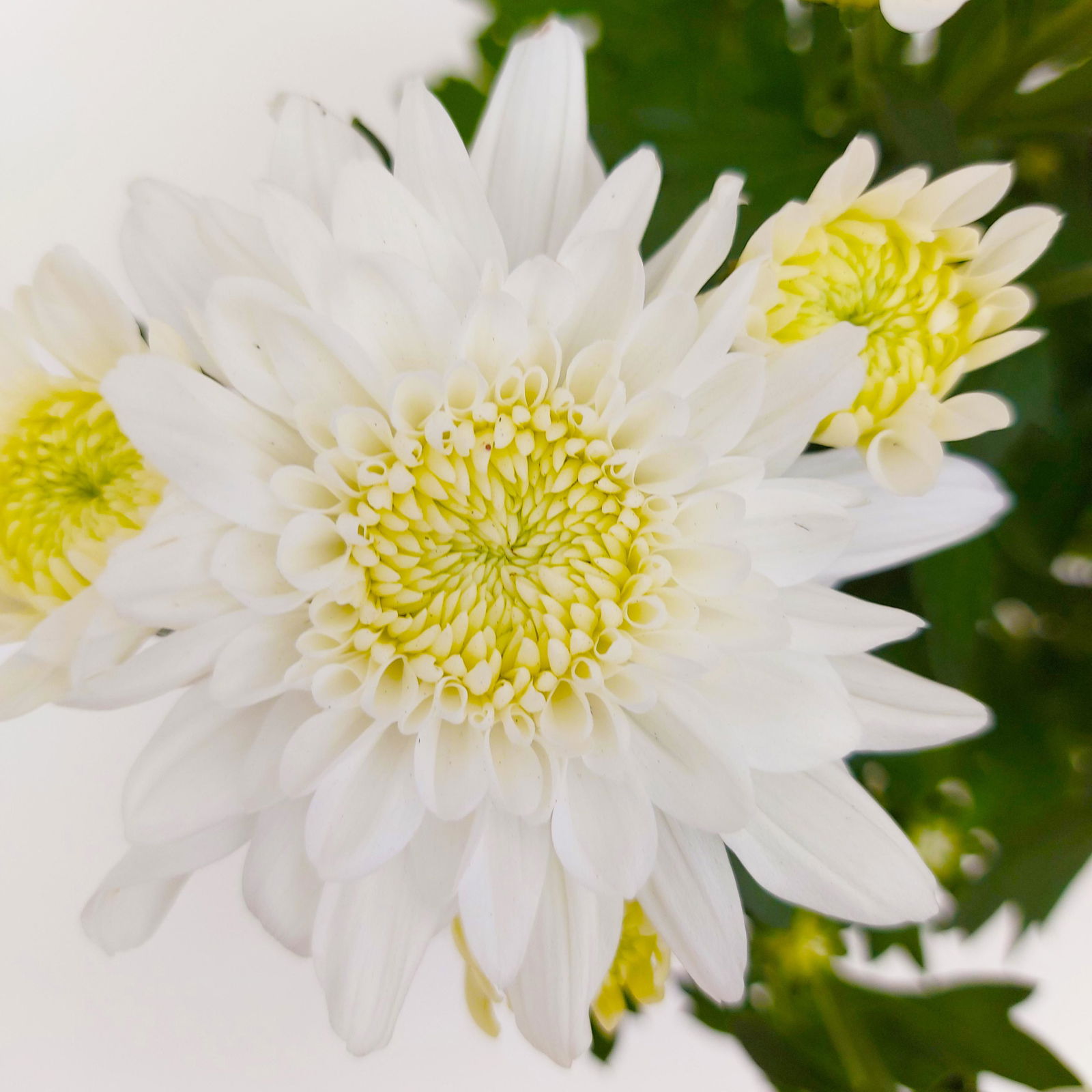 Chrysanthemen 'Chrysanne® Grandezza White', weiß, Topf-Ø 13 cm, 6er-Set