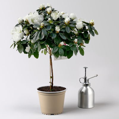 Azalee, Stamm, Farbe zufällig, Topf-Ø 13cm, Höhe ca. 45 cm, 2 Pflanzen Azalee, Stamm, Farbe zufällig, Topf-Ø 13cm, Höhe ca. 45 cm, 2 Pflanzen