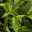 Kirschlorbeer 'Diana', grün, Höhe 100-125 cm, Topf 12 Liter, 10er-Set