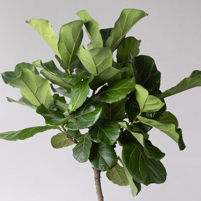 Geigenfeige, Stamm, Topf-Ø 27 cm, Höhe ca. 150 cm, inkl. Bewässerungssystem