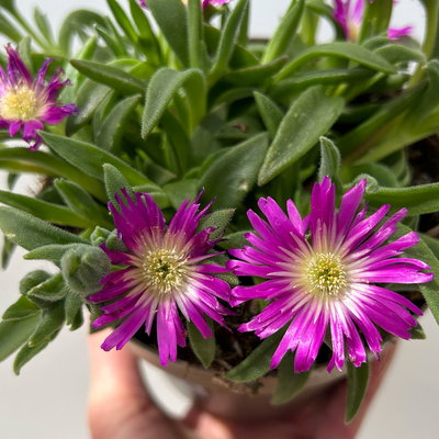 Mittagsblume, Farben zufällig, Topf-Ø 12 cm, 6er-Set