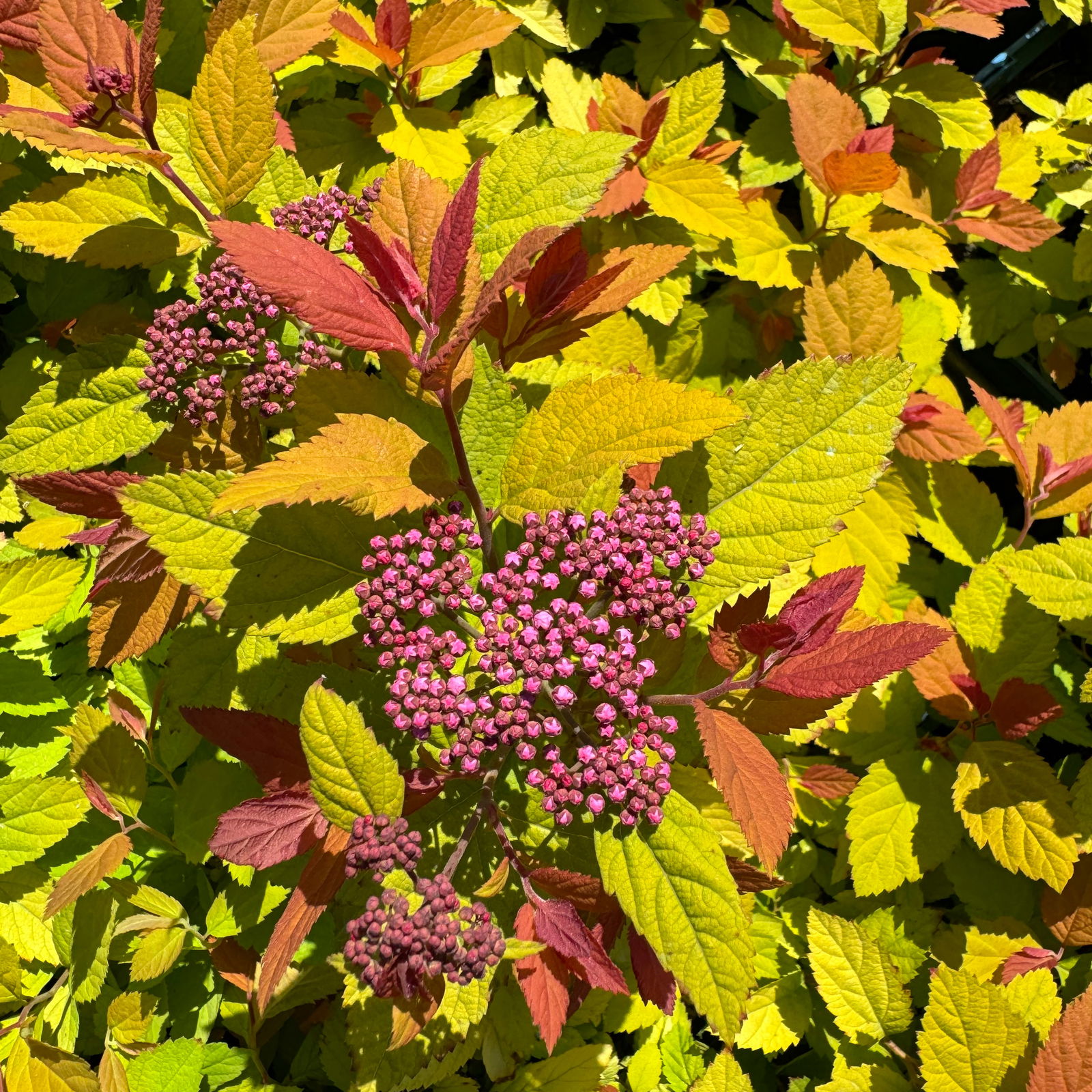 Goldorange Japanspiere 'Double Play®Big Bang', Spiraea japonica, Topf 5 Liter